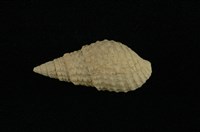 藏品(瘤蜷)的圖片